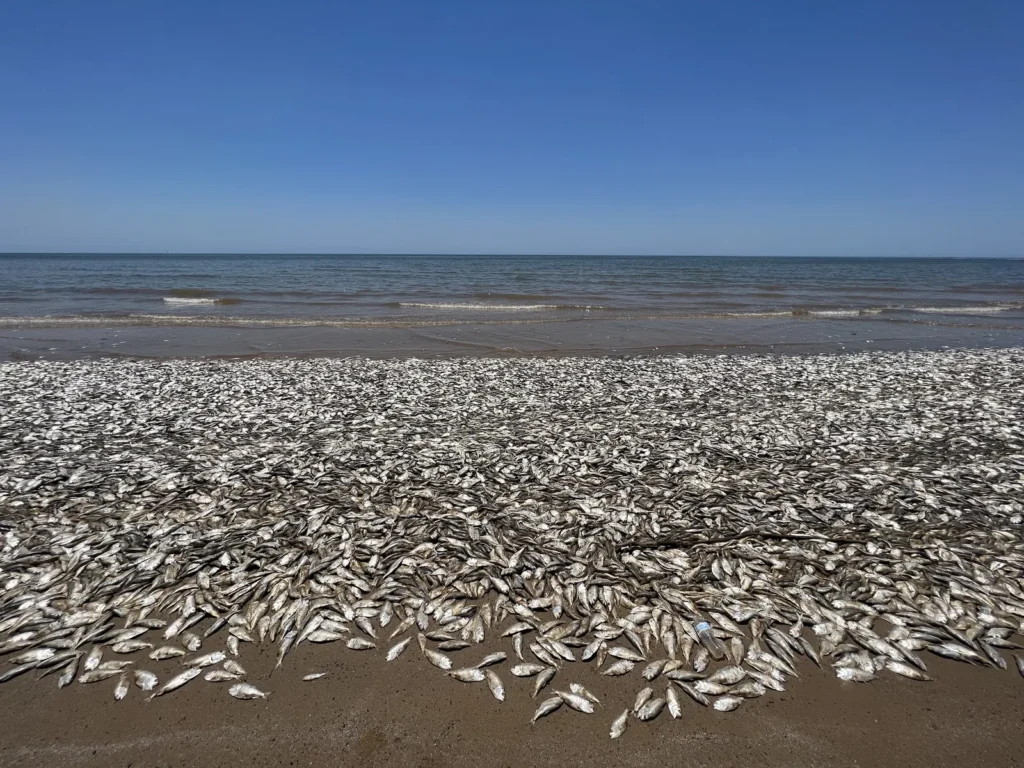 Why are sea turtles and fish coming out of the ocean?