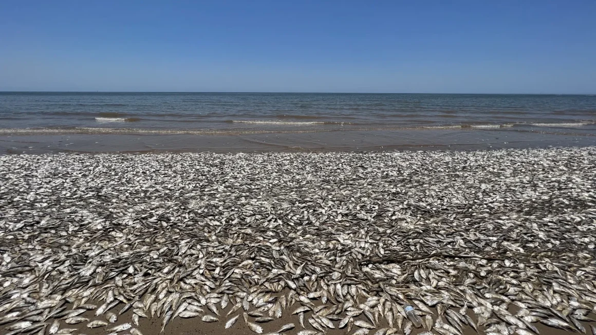 Shocking Ocean Mystery: 5 Reasons Why are sea turtles and fish coming out of the ocean?
