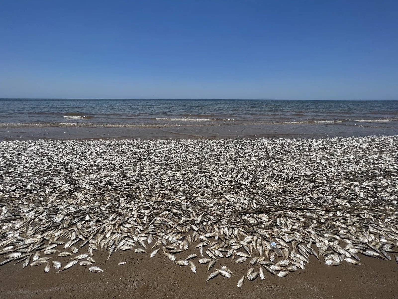 Why are sea turtles and fish coming out of the ocean?