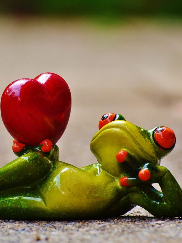 Valentine’s Day : Romantic Ideas & Gift Guide 💖