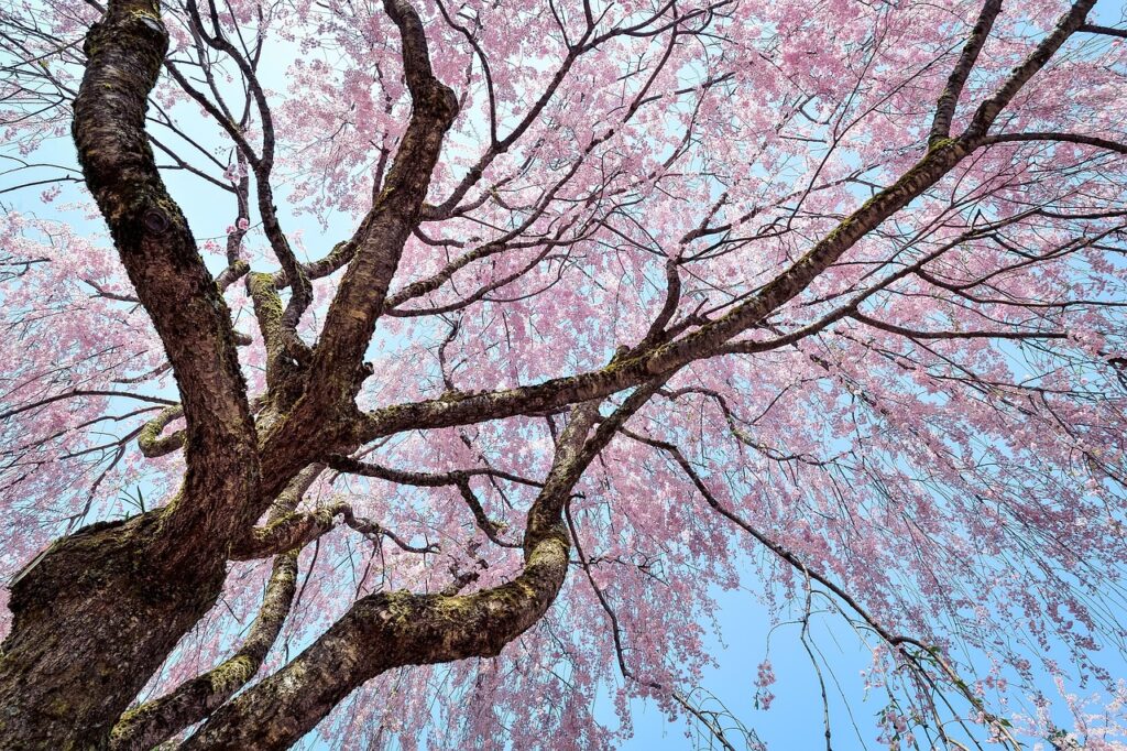 Cherry Blossoms