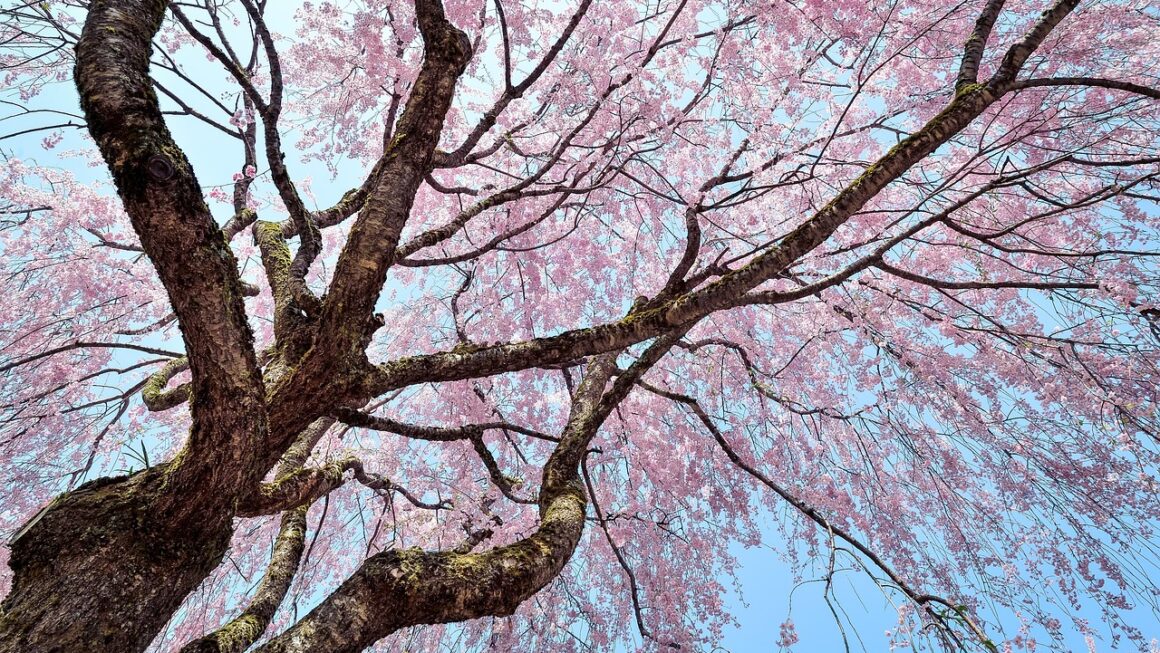Cherry Blossoms